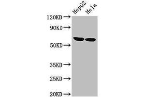 Western Blot Positive WB detected in: HepG2 whole cell lysate, Hela whole cell lysate All lanes: CKAP4 antibody at 2. (CKAP4 Antikörper  (AA 260-394))