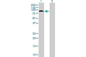 Western Blot analysis of SAFB2 expression in transfected 293T cell line by SAFB2 MaxPab polyclonal antibody. (SAFB2 Antikörper  (AA 1-528))