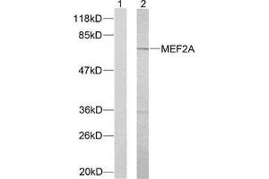 Western blot analysis of extracts from NIH/3T3 cells using MEF2A (Ab-312) antibody (E021039). (MEF2A Antikörper)
