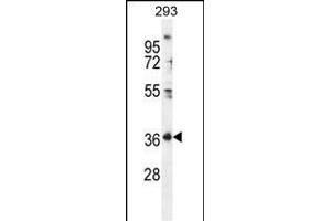 FOLR4 Antibody (N-term) (ABIN655929 and ABIN2845322) western blot analysis in 293 cell line lysates (35 μg/lane). (Folate Receptor 4 Antikörper  (N-Term))