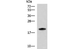 Western blot analysis of HL-60 cell lysate using MRPS28 Polyclonal Antibody at dilution of 1:600 (MRPS28 Antikörper)