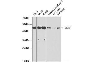 Western blot analysis of extracts of various cell lines using TSG101 Polyclonal Antibody at dilution of 1:1000.
