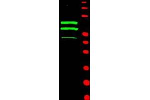Image no. 1 for anti-Cyclin T2 (CCNT2) (AA 1-584) antibody (ABIN221156) (Cyclin T2 Antikörper  (AA 1-584))