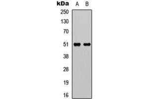 Western blot analysis of GPR152 expression in HEK293T (A), Raw264. (GPR152 Antikörper  (Center))