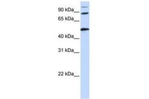Image no. 1 for anti-Component of Oligomeric Golgi Complex 4 (COG4) (AA 684-733) antibody (ABIN6741296) (COG4 Antikörper  (AA 684-733))