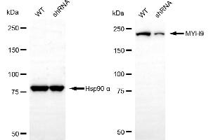 Western blotting analysis using MYH9 antibody (ABIN7799520).