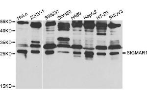 Western Blotting (WB) image for anti-sigma Non-Opioid Intracellular Receptor 1 (SIGMAR1) antibody (ABIN1876667) (SIGMAR1 Antikörper)