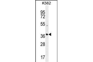 SFRP4 Antibody (C-term) (ABIN655521 and ABIN2845035) western blot analysis in K562 cell line lysates (35 μg/lane). (SFRP4 Antikörper  (C-Term))