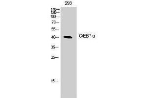 Western Blotting (WB) image for anti-CCAAT/enhancer Binding Protein (C/EBP), alpha (CEBPA) (Ser2409) antibody (ABIN3183575) (CEBPA Antikörper  (Ser2409))