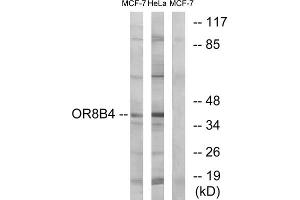 Western blot analysis of extracts from MCF-7 cells and HeLa cells, using OR8B4 antibody. (OR8B4 Antikörper  (C-Term))