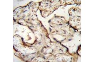 Anti-EGFR antibody immunohistochemistry analysis in formalin fixed and paraffin embedded human placenta tissue.