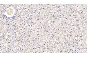 Detection of APOC3 in Mouse Liver Tissue using Polyclonal Antibody to Apolipoprotein C3 (APOC3) (APOC3 Antikörper  (AA 21-99))