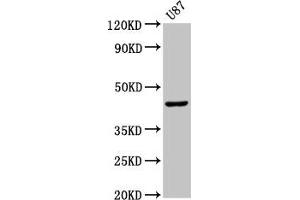 Western Blot Positive WB detected in: U87 whole cell lysate All lanes: IDO1 antibody at 2.