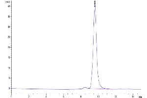Size-exclusion chromatography-High Pressure Liquid Chromatography (SEC-HPLC) image for Ectonucleotide pyrophosphatase/phosphodiesterase 3 (ENPP3) (AA 48-875) protein (His-Avi Tag,Biotin) (ABIN7274539)