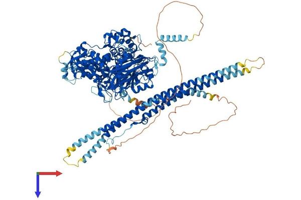 Phospholipase C beta 1 Protein (AA 1-1216) (His tag)