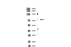 anti-Sec1 Family Domain Containing 1 (SCFD1) (C-Term) antibody