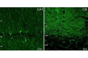 Indirect immunostaining of PFA fixed mouse brain sections (dilution 1 : 500).