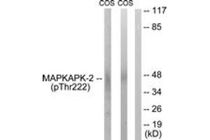 Western blot analysis of extracts from COS7 cells treated with UV 15', using MAPKAPK-2 (Phospho-Thr222) Antibody. (MAPKAP Kinase 2 Antikörper  (pThr222))