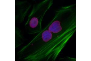 Immunofluorescence (IF) image for anti-Lamin A/C (LMNA) (AA 1-50) antibody (ABIN7455218)