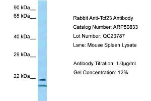 WB Suggested Anti-Tcf23 Antibody   Titration: 1. (TCF23 Antikörper  (Middle Region))