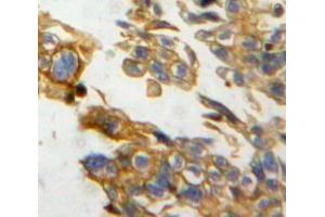 IHC-P analysis of ovary tissue, with DAB staining. (NRP2 Antikörper  (AA 231-490))