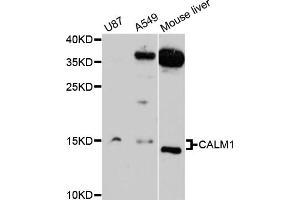 Western blot analysis of extracts of various cell lines, using CALM1 antibody (ABIN1871401) at 1:3000 dilution. (Calmodulin 1 Antikörper)