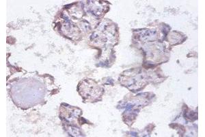 Immunohistochemistry (IHC) image for anti-Synaptotagmin Binding, Cytoplasmic RNA Interacting Protein (SYNCRIP) (AA 2-191) antibody (ABIN7155134)