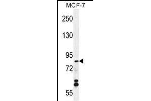 WDR27 Antibody (N-term) (ABIN655738 and ABIN2845185) western blot analysis in MCF-7 cell line lysates (35 μg/lane). (WDR27 Antikörper  (N-Term))
