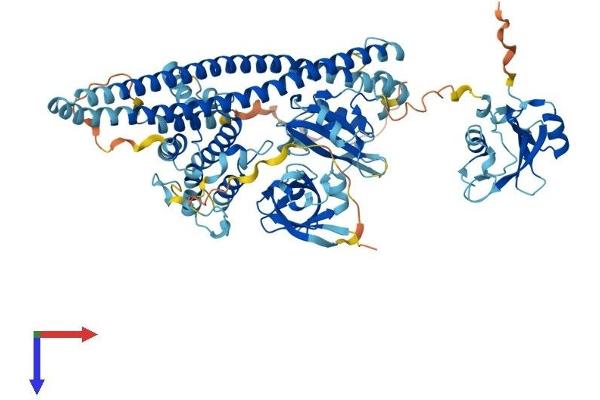 PIK3R2 Protein (AA 1-728) (His tag)