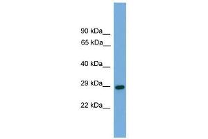 RGS19 antibody used at 0.
