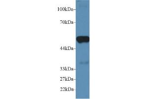 Western Blot; Sample: Mouse Heart lysate; Primary Ab: 2µg/ml Rabbit Anti-Mouse PTGES2 Antibody Second Ab: 0. (PTGES2 Antikörper  (AA 144-384))