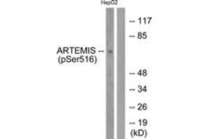 Western blot analysis of extracts from HepG2 cells treated with EGF 200ng/ml 30', using Artemis (Phospho-Ser516) Antibody. (DCLRE1C Antikörper  (pSer516))