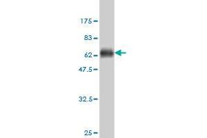 Western Blot detection against Immunogen (57. (Shugoshin Antikörper  (AA 1-292))