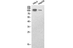 Western Blot (WB) analysis of HeLa, HepG2 cells using SREBP-1 Polyclonal Antibody. (SREBF1 Antikörper  (Internal Region))