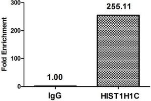 Chromatin Immunoprecipitation Hela (4*10 6 , treated with 30 mM sodium butyrate for 4h) were treated with Micrococcal Nuclease, sonicated, and immunoprecipitated with 8 μg anti-HIST1H1C (ABIN7139207) or a control normal rabbit IgG. (HIST1H1C Antikörper  (acLys96))