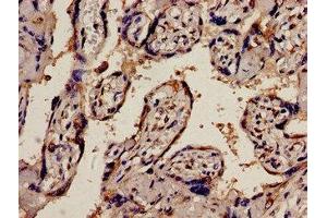 Immunohistochemistry analysis of human placenta tissue using ABIN7163001 at dilution of 1:100