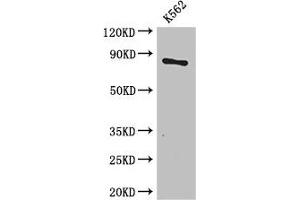 Western Blot Positive WB detected in: K562 whole cell lysate All lanes: CPT1B antibody at 3. (CPT1B Antikörper  (AA 165-318))