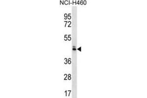 Western Blotting (WB) image for anti-Olfactory Receptor, Family 52, Subfamily N, Member 5 (OR52N5) antibody (ABIN2996692) (OR52N5 Antikörper)