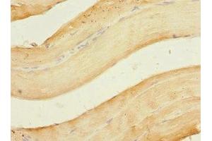 Immunohistochemistry of paraffin-embedded human skeletal muscle tissue using ABIN7162234 at dilution of 1:100 (OGFR Antikörper  (AA 1-280))