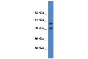 WB Suggested Anti-LONP2 Antibody Titration: 0. (LONP2 Antikörper  (C-Term))
