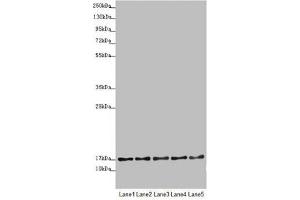 Western blot All lanes: TIMM17B antibody at 1. (TIMM17B Antikörper  (AA 1-172))