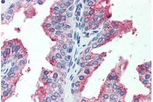 Anti-CDCP1 antibody  ABIN960753 IHC staining of human prostate. (CDCP1 Antikörper  (Extracellular Domain))