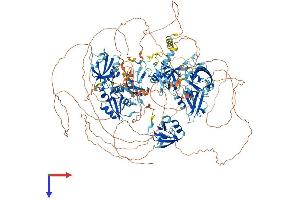 MAGI2 Protein (AA 1-1455) (His tag)
