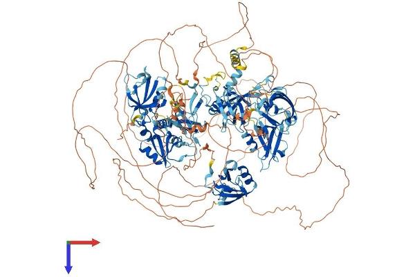 MAGI2 Protein (AA 1-1455) (His tag)