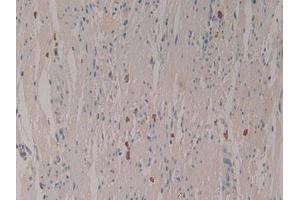 IHC-P analysis of Human Rectum Tissue, with DAB staining. (LEAP2 Antikörper  (AA 23-76))