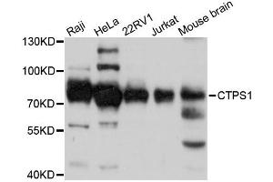 Western blot analysis of extracts of various cell lines, using CTPS1 antibody (ABIN5995443) at 1:3000 dilution. (CTP Synthase Antikörper)