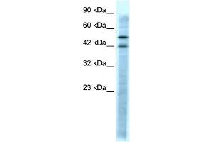 HTR3A antibody (70R-10552) used at 0. (Serotonin Receptor 3A Antikörper  (N-Term))