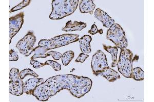IHC analysis of CUX1 using anti-CUX1 antibody (ABIN7599103). (CUX1 Antikörper  (AA 1-220))