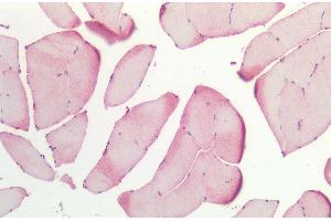 Immunohistochemistry analysis using Rabbit Anti-HSP27 Polyclonal Antibody (ABIN2484346).