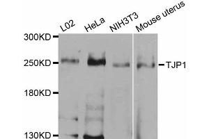 Western blot analysis of extracts of various cell lines, using TJP1 antibody (ABIN5970244) at 1/1000 dilution. (TJP1 Antikörper)